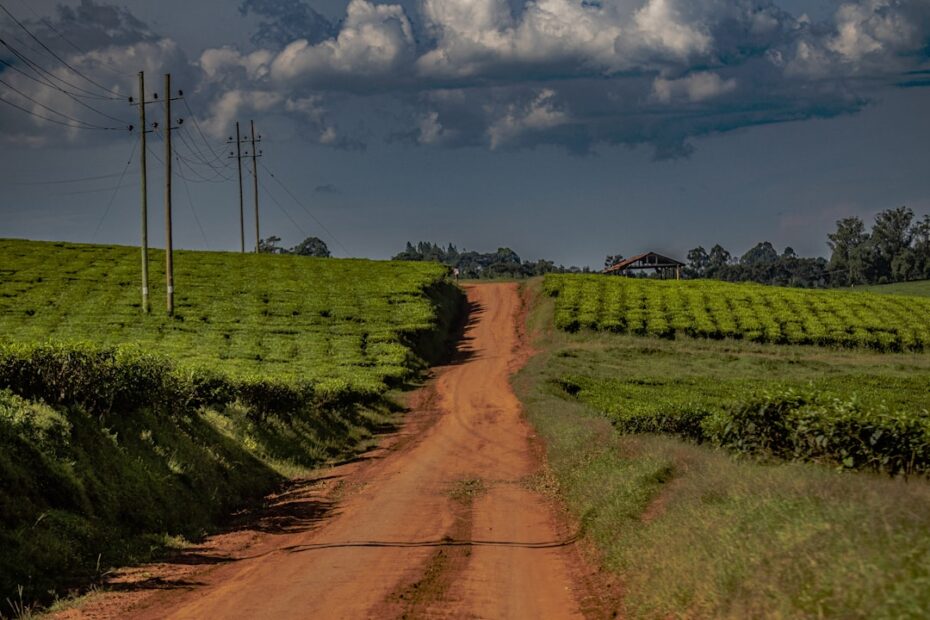 Uganda coffee and agriculture export harvest